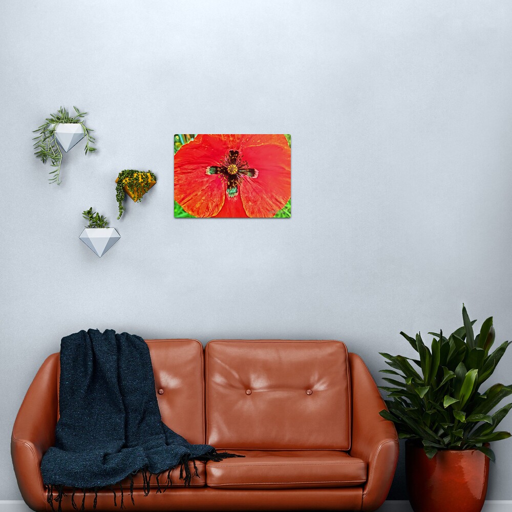 Star Crossed Poppy Metal Print