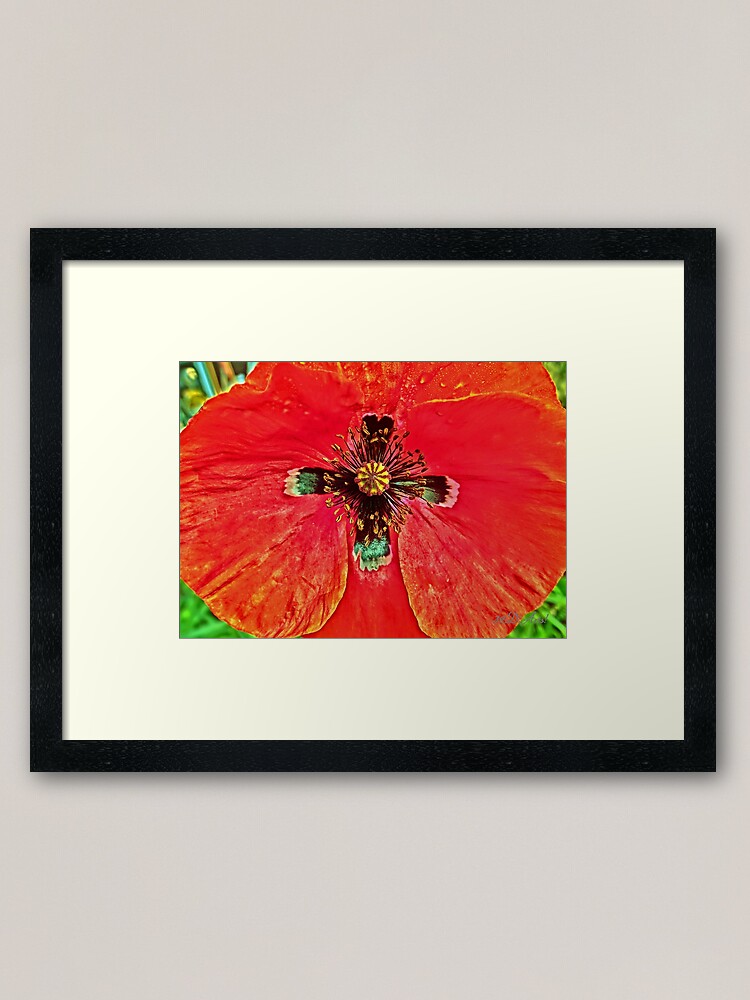 Alternate view of Star Crossed Poppy Framed Art Print