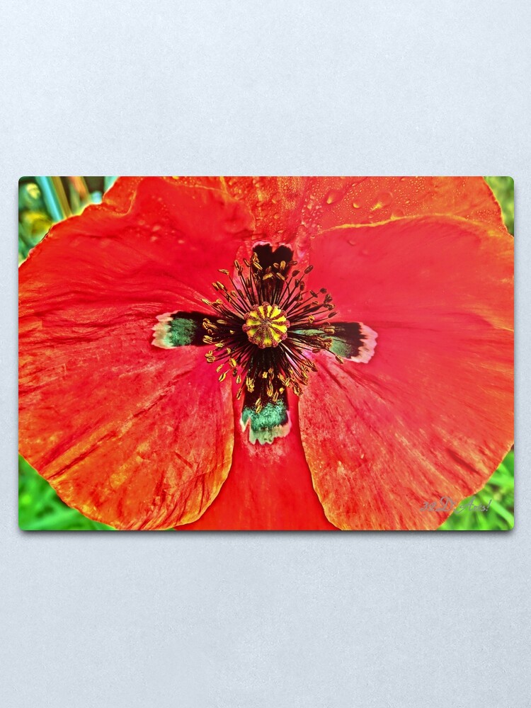 Alternate view of Star Crossed Poppy Metal Print