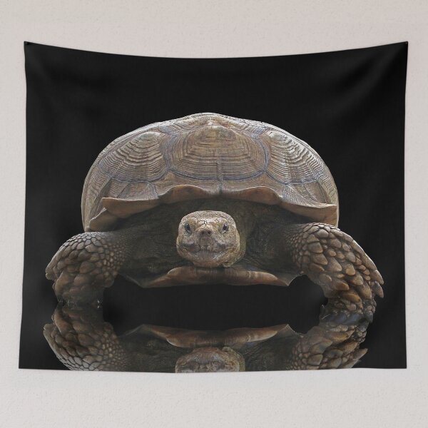 Item preview, Sulcata Tortoise with Reflection designed and sold by misimichu.