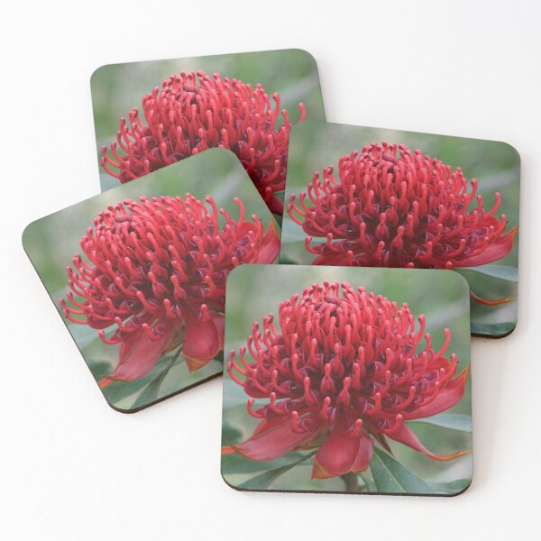 Item preview, Miwa Gawaian or Telopea speciosissima designed and sold by ausnative.