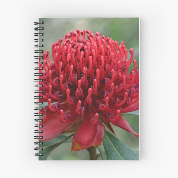 Item preview, Miwa Gawaian or Telopea speciosissima designed and sold by ausnative.