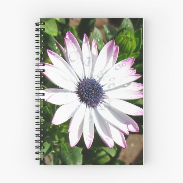 Item preview, Sunlit African Daisy After Rain designed and sold by SunriseRose.