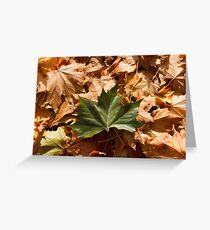 Fallen Maple Leaves Greeting Card