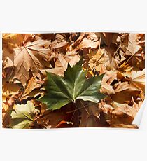 Fallen Maple Leaves Poster