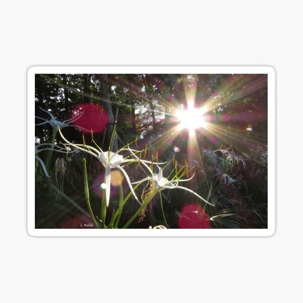 Item preview, Sunburst Spider Lilies designed and sold by Linda Walsh.