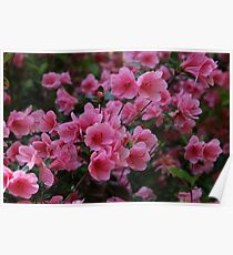 Pink Flowers, nature Poster