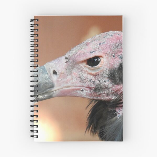 Item preview, Red-Headed Vulture  designed and sold by Martina Nicolls.