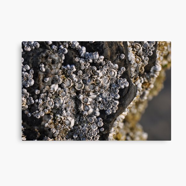 Item preview, Permanent fixtures... (Barnacles)  designed and sold by Poete100.