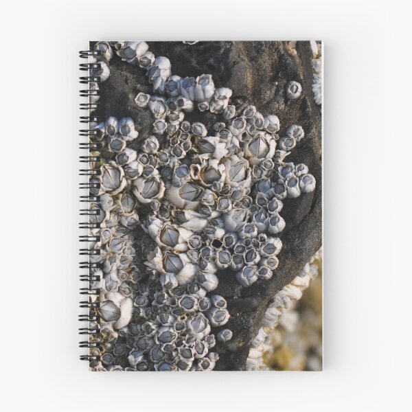 Item preview, Permanent fixtures... (Barnacles)  designed and sold by Poete100.