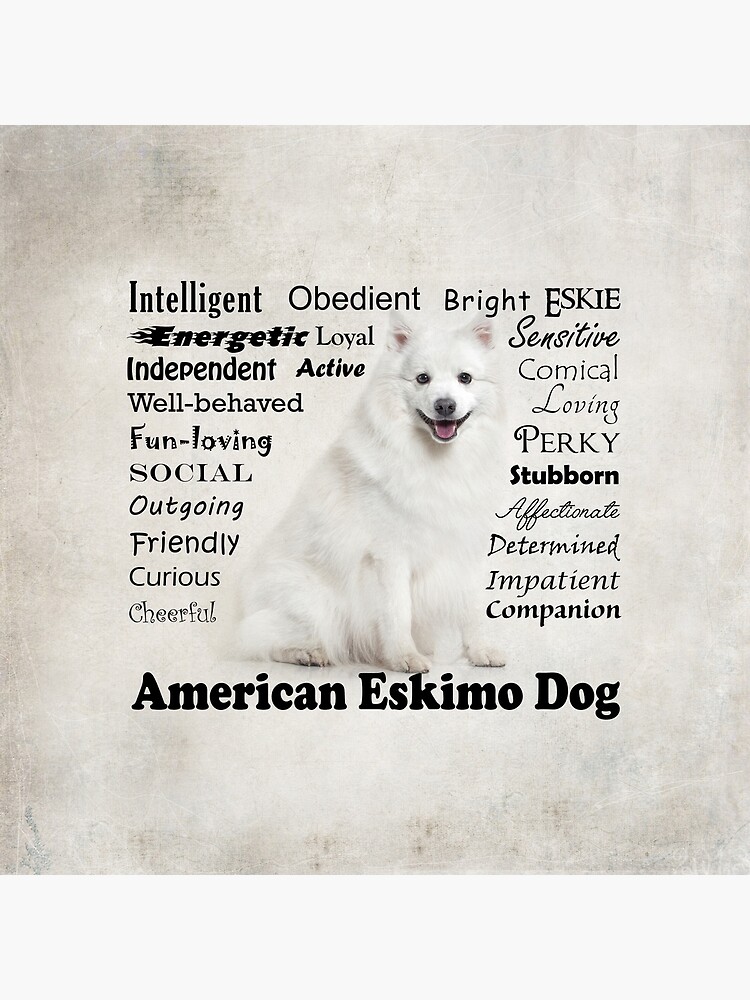 HOT American Eskimo Dog Temperament American Eskimo Dog