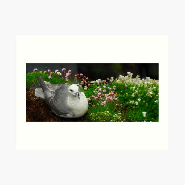 Northern Fulmar Art Print