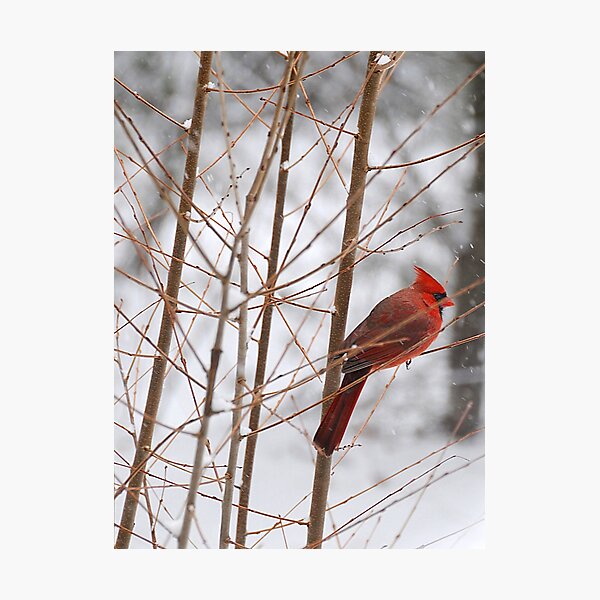 Cardinal Photographic Print