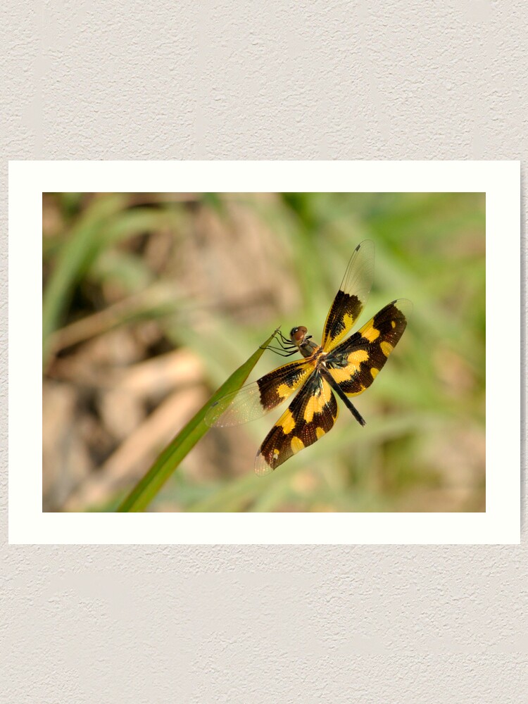 Alternate view of Dragonfly Art Print