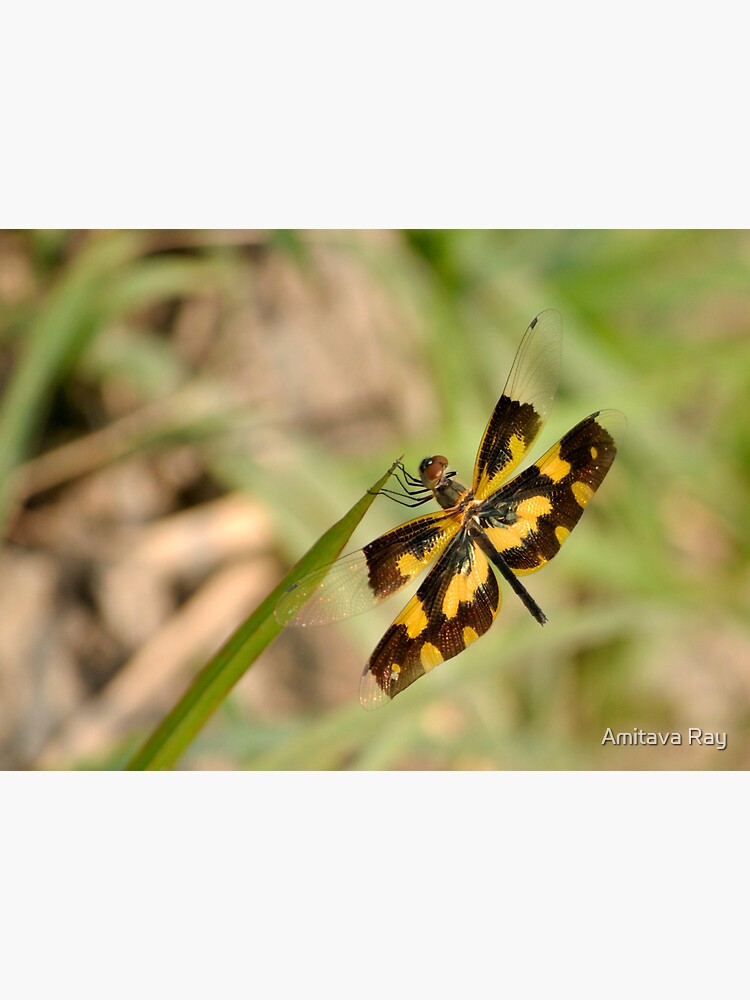 Dragonfly by amitavaray