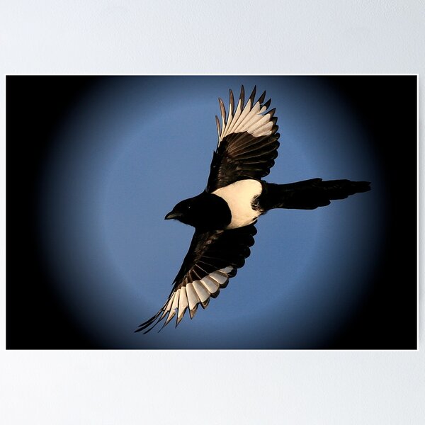 Aperçu de l'œuvre The Magpie créée et vendue par snapdecisions.