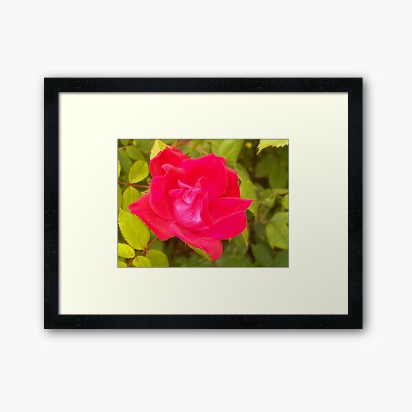 Magenta Rose Framed Art Print