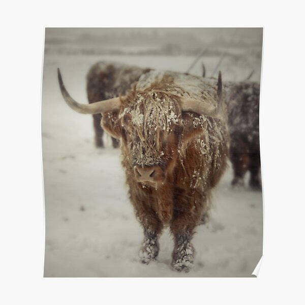 Highlands Snow Coo Poster