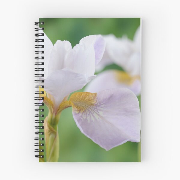 Item preview, Iris sibirica  Siberian iris designed and sold by Chris Burrows.