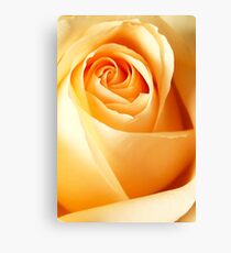 Rose in afternoon light Canvas Print