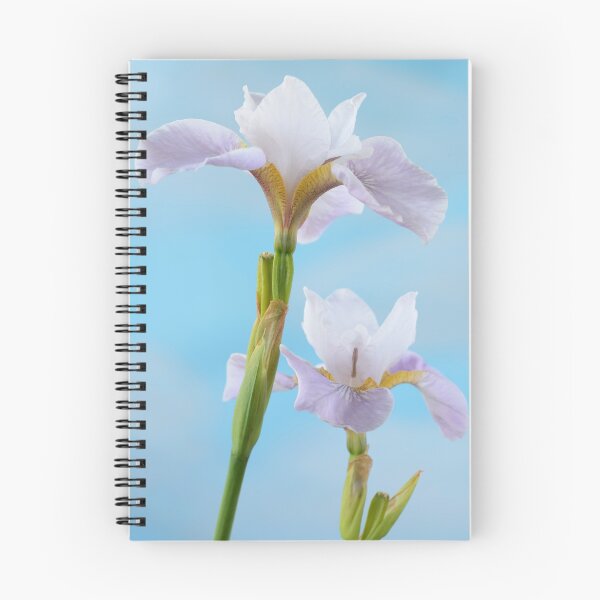 Item preview, Iris sibirica  Siberian iris designed and sold by Chris Burrows.
