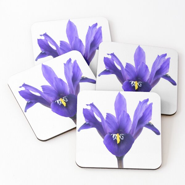 Item preview, Iris  'Palm Springs'  Reticulata   designed and sold by Chris Burrows.
