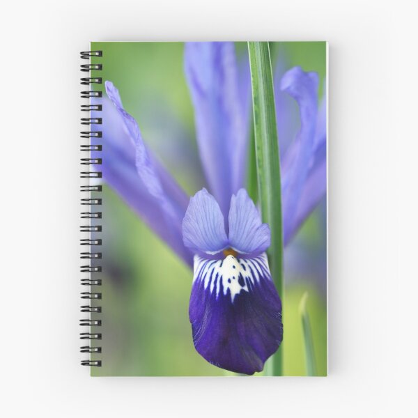 Item preview, Iris 'Fabiola' Reticulata designed and sold by Chris Burrows.
