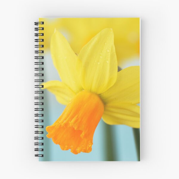Item preview, Narcissus  'Jetfire'   AGM  Daffodil  Div.  6 Cyclamineus   designed and sold by Chris Burrows.