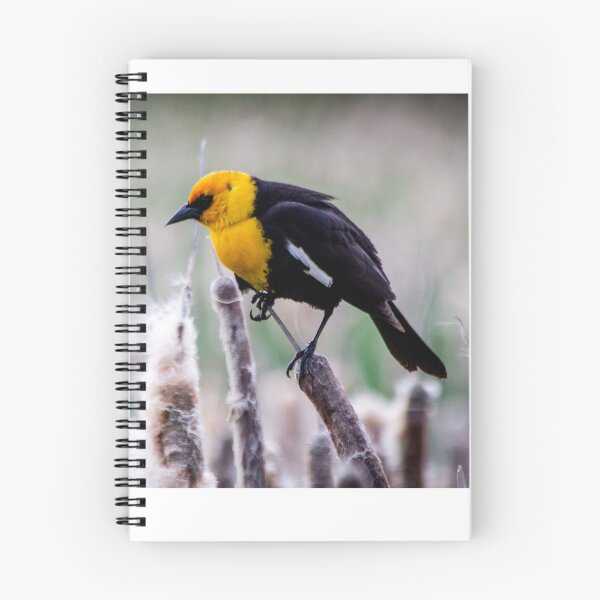 Item preview, Yellow-Headed Blackbird at Ridgefield National Wildlife Refuge designed and sold by AvocaSpring.