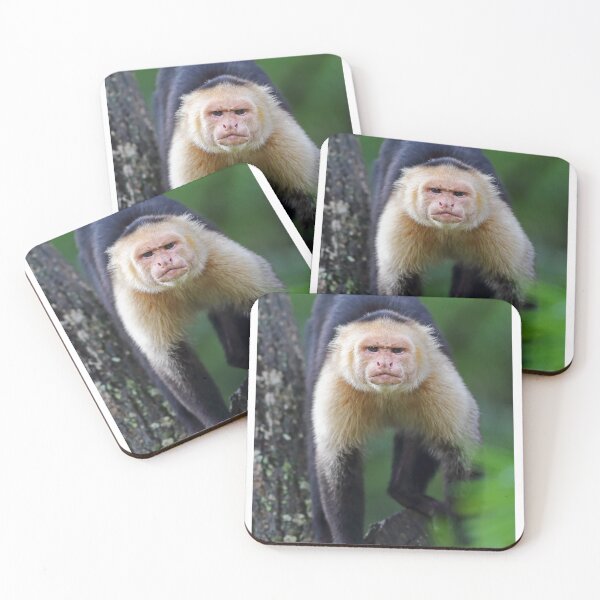 Item preview, Capuchin monkey - Costa Rica designed and sold by James Cumming.