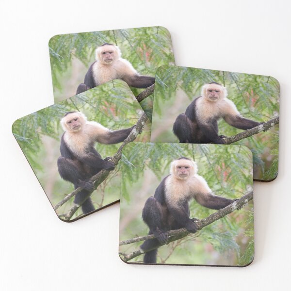 Item preview, Capuchin monkey - Costa Rica designed and sold by James Cumming.