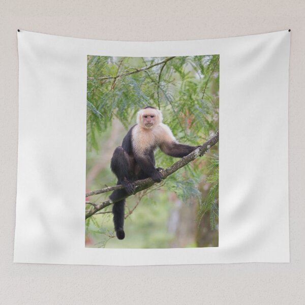 Item preview, Capuchin monkey - Costa Rica designed and sold by James Cumming.