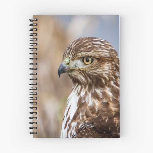 Item preview, Juvenile Red Tail Hawk Portrait, Ridgefield National Wildlife Refuge designed and sold by AvocaSpring.