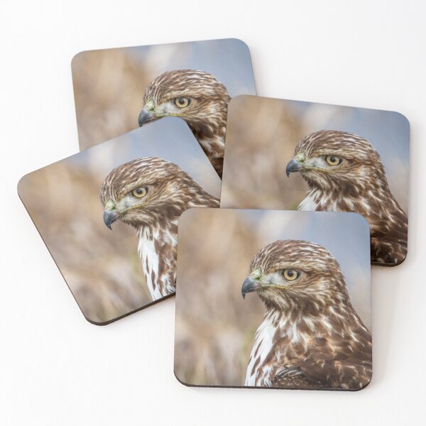Item preview, Juvenile Red Tail Hawk Portrait, Ridgefield National Wildlife Refuge designed and sold by AvocaSpring.