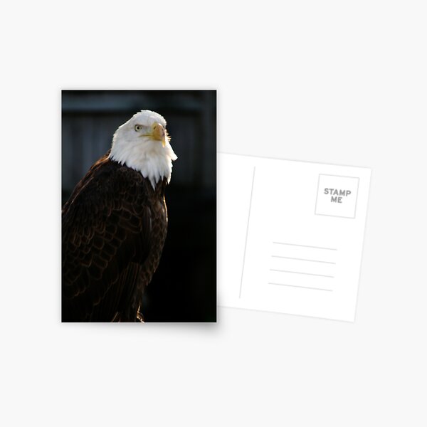 Majestic Freedom II Postcard