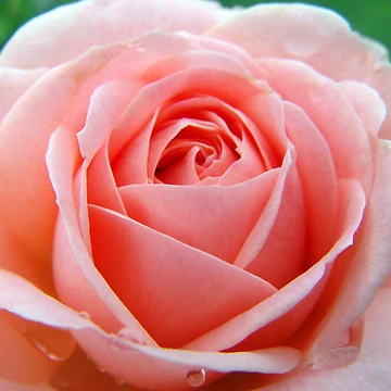 Artwork thumbnail, Pink Lover by Richard Sims
