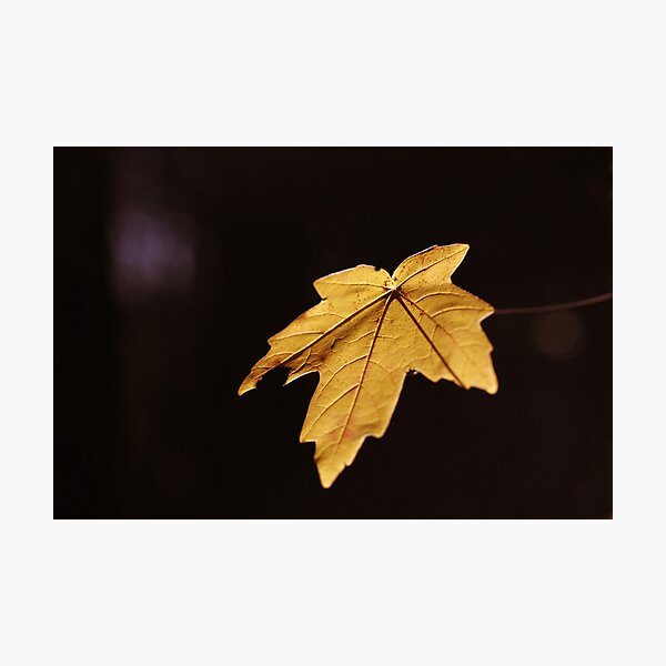 Item preview, Golden designed and sold by Heather Chipps.