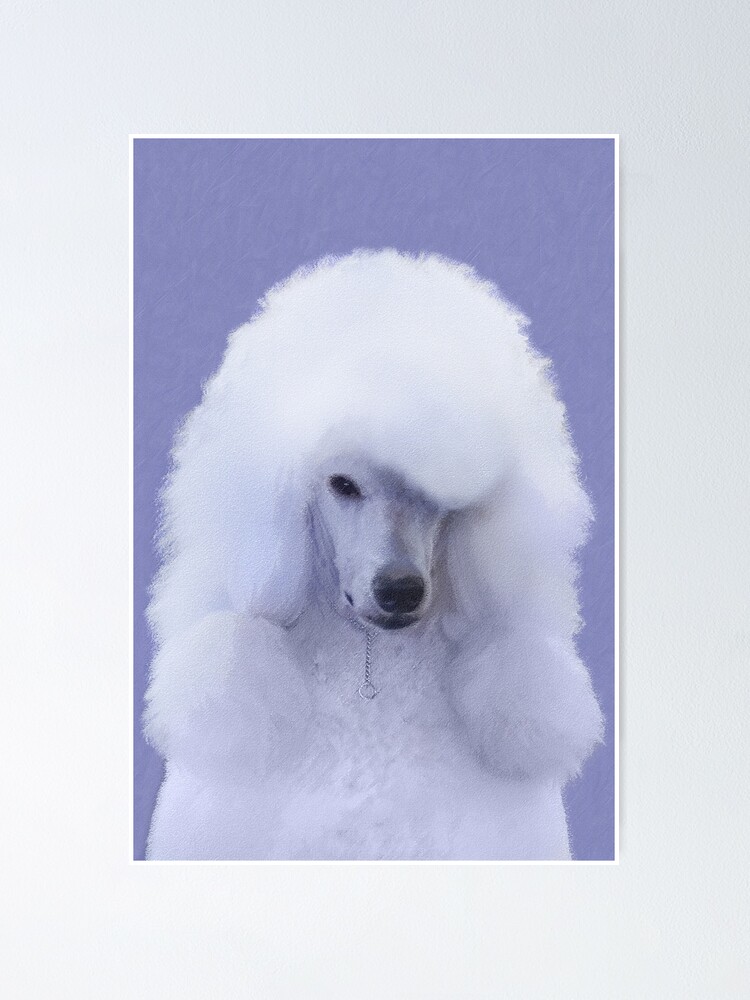 Poster Caniche Standard Blanc Par Alpendesigns Redbubble Poster Caniche Standard Blanc Par Alpendesigns Redbubble