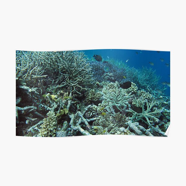 Tetepare Staghorn II Poster