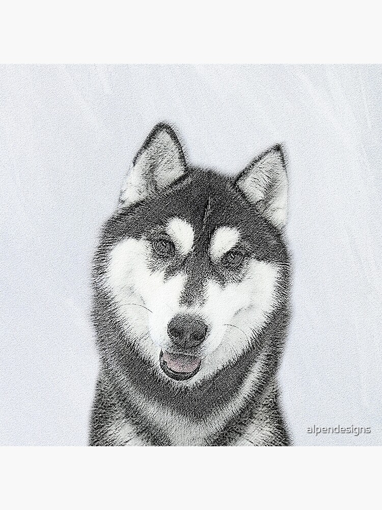 white river husky