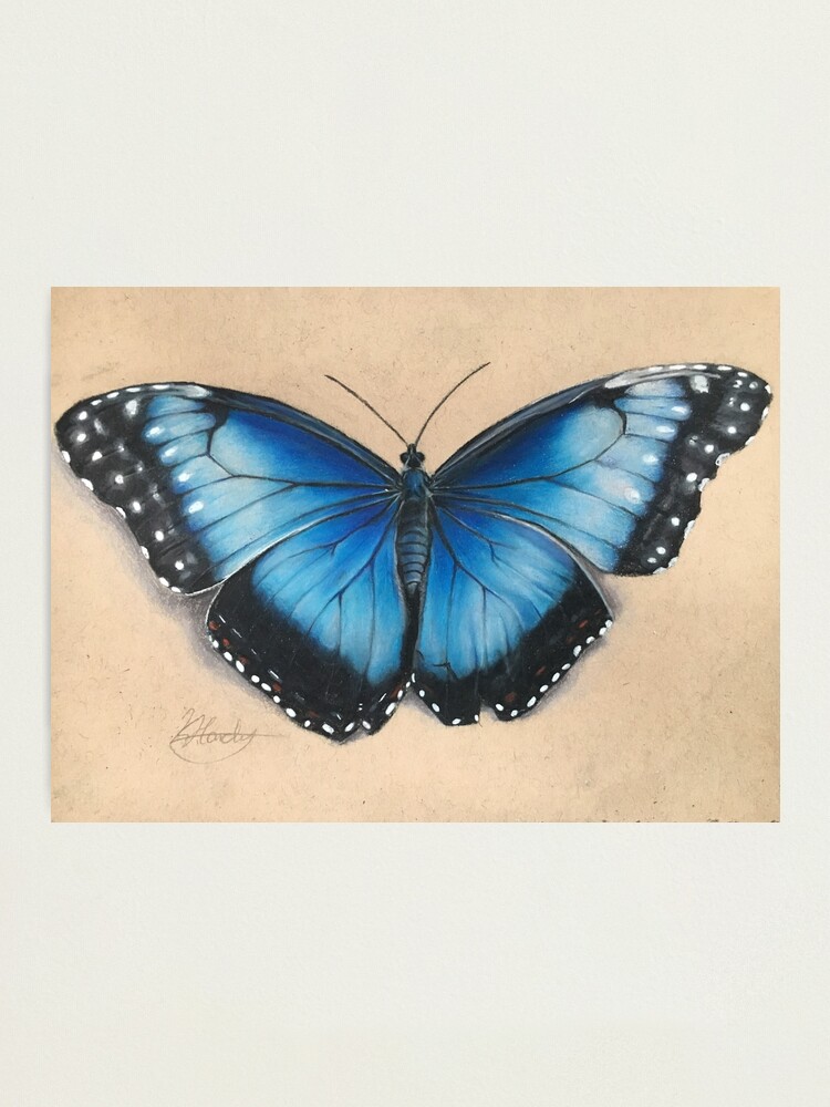 Butterfly Art, Miniature Drawing, Blue Morpho Butterfly Wall Art 2024