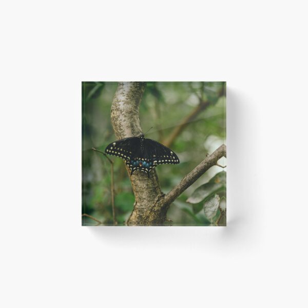 Item preview, Female Black Swallowtail designed and sold by emilywayland.