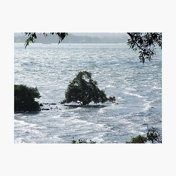 Ice Blue Mangrove-Moreton Bay Qld Photographic Print