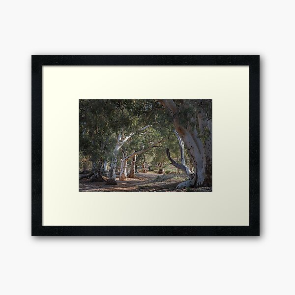 Item preview, Sun lit Redgums designed and sold by sapics.