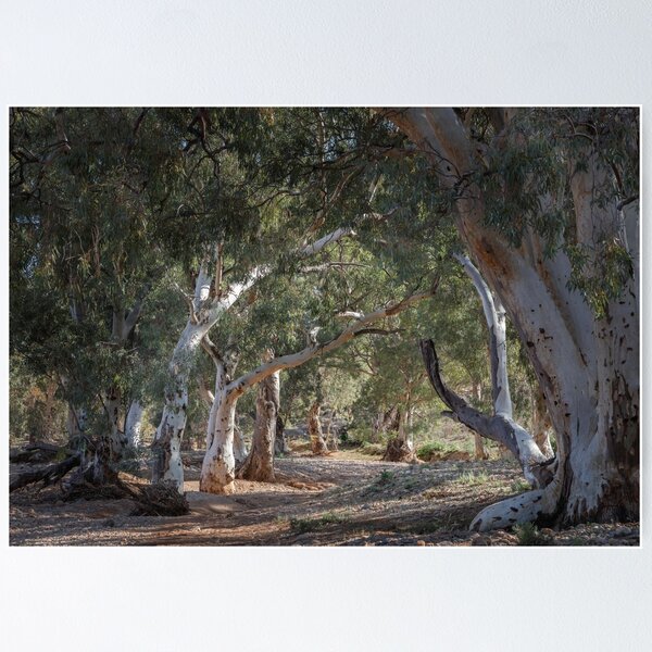 Item preview, Sun lit Redgums designed and sold by sapics.