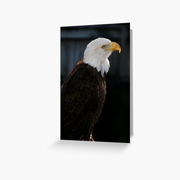 Majestic Freedom IV Greeting Card