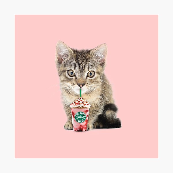 Sweet cat by Alice Monber Photographic Print