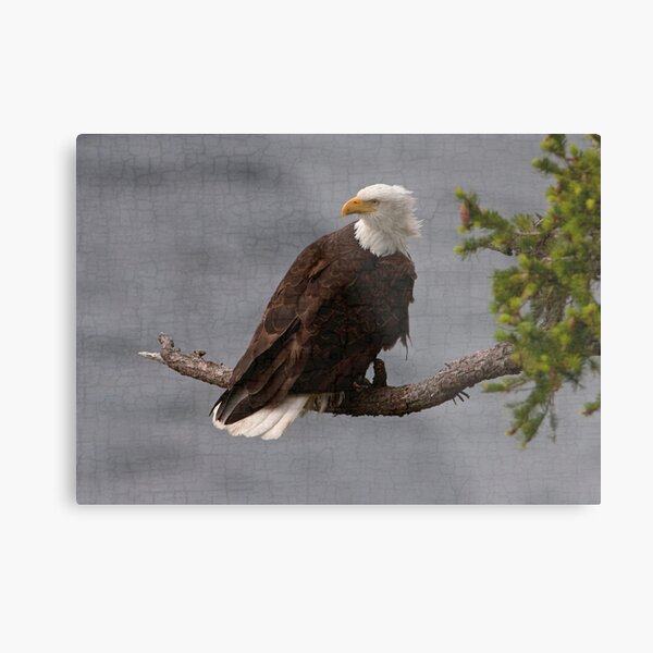 Looking Back on Life Metal Print