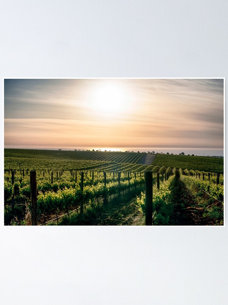 Alternate view of In Vino Veritas III Poster