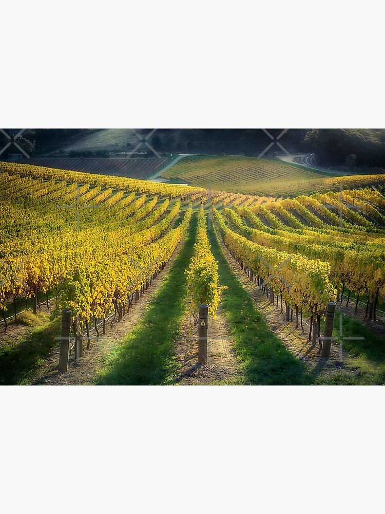 In Vino Veritas IV by RayW